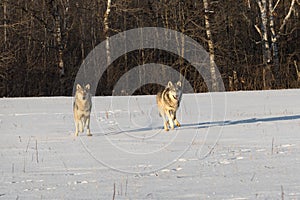Two Grey Wolves Canis lupus Run Forward Together in Snowy Field Winter