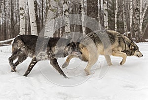Two Grey Wolves Canis lupus Slulk Right Winter