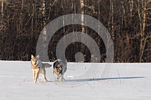 Two Grey Wolves Canis lupus in Snowy Field