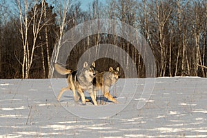 Two Grey Wolves Canis lupus Trot Together in Field Winter