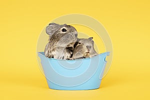 Two grey young guinea pigs next to eachother in a blue bath on a yellow background