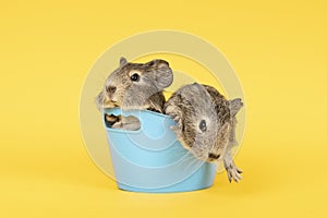 Two grey young guinea pigs next to eachother in a blue bath on a yellow background