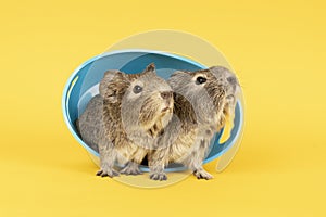 Two grey young guinea pigs next to eachother in a blue bath on a yellow background