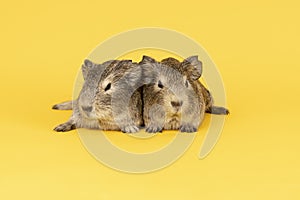 Two grey young guinea pigs next to eachother on a yellow background