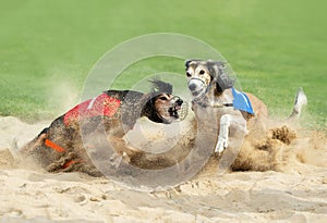 Two greyhound dogs in the finish