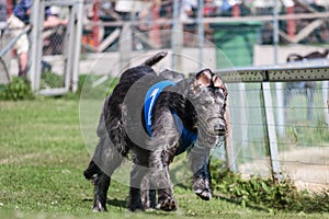 Two greyhound dogs running at racing competion