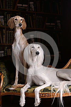 Two greyhound saluki dog in Royal interior