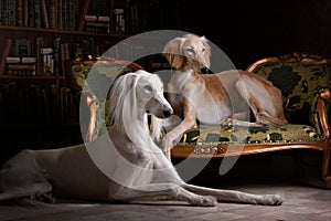 Two greyhound saluki dog in Royal interior