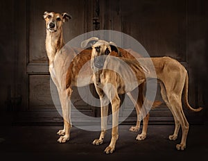 Two greyhounds dogs indoors