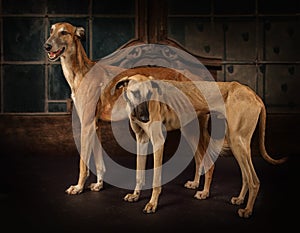 Two greyhounds dogs standing on a vintage background