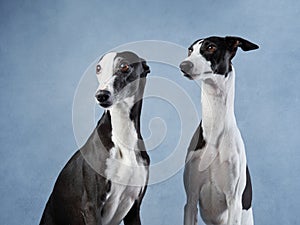 Two Greyhounds exhibit elegance, against a blue background