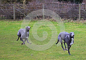 Two Greyhounds pet dogs racing in the countryside.