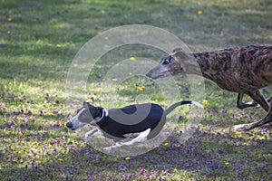 Two Greyhounds Running on Meadow