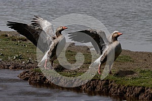 Two Greylag Geese