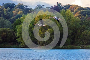 Two Greylag Geese In Flight