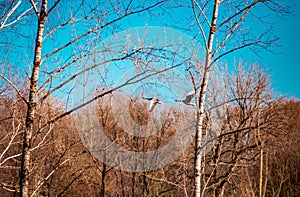 Two greylag geese in flight