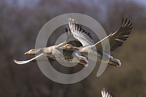 Two greylag geese in flight