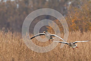 Two Greylag Geese flying over the reed