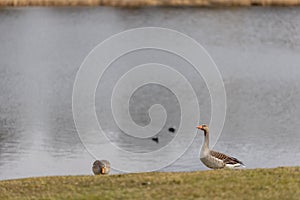 Two greylag geese standing on the grass by the lake