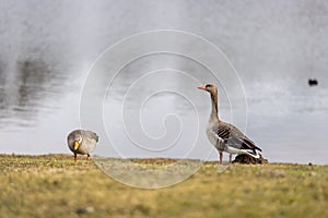 Two greylag geese standing on the grass by the lake