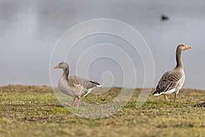 Two greylag geese standing on the grass by the lake