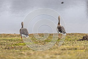 Two greylag geese standing on the grass by the lake