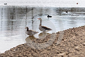 Two greylag geese swimming in a lake