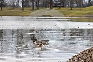 Two greylag geese swimming in a lake