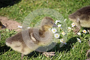 Greylag goose goslings on grass