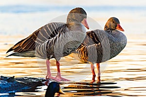 Two Greylag goose at shore resting in sunset light.