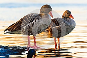 Two Greylag goose at shore resting in sunset light. photo