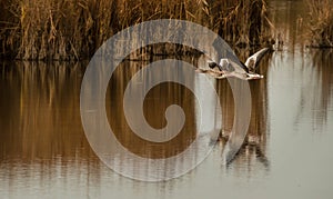 Greyleg geese flying over the lake photo
