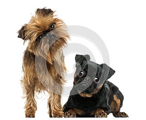 Two Griffon Bruxellois with interrogative look, isolated