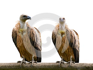 Two griffon vulture gyps fulvus isolated on white