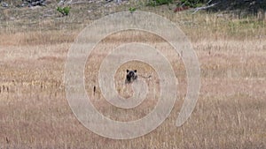 two grizzly bear cubs feeding in a meadow at yellowstone