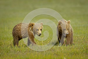 Two grizzly bear cubs in a green grassy field