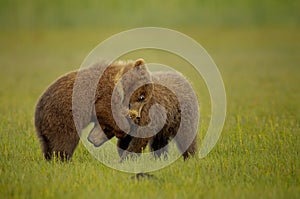 Two grizzly bear cubs playing in a green grassy field