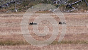 two grizzly bear cubs run across a meadow at yellowstone