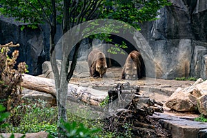 Two Grizzly Bears emerging from a cave