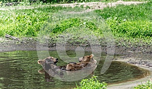 Two Grizzly Bears Enjoying a Pool Party