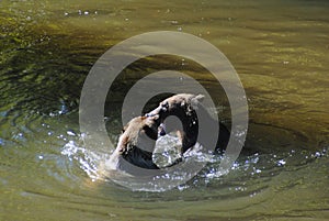 Two grizzly bears playfully wrestle in a deep river pool in the Great Bear Rainforest