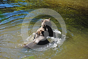 Two grizzly bears playfully wrestle in a deep river pool in the Great Bear Rainforest