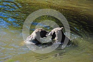 Two grizzly bears playfully wrestle in a deep river pool in the Great Bear Rainforest