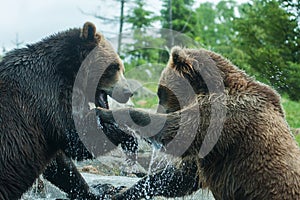 Two Grizzly (Brown) Bears Fight