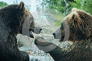 Two Grizzly (Brown) Bears Fight