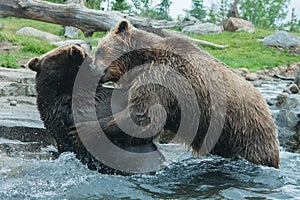 Two Grizzly (Brown) Bears Fight