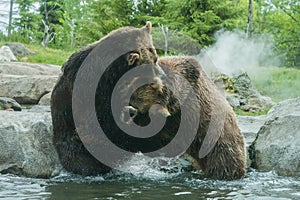 Two Grizzly (Brown) Bears Fight