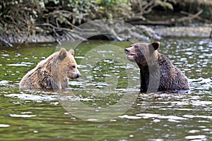 Two Grizzlys