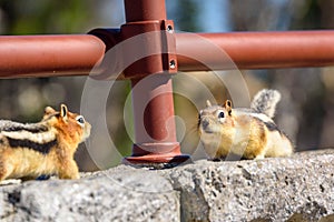 Two ground squirrels facing each other on rocks. Golden-mantled Ground Squirrel