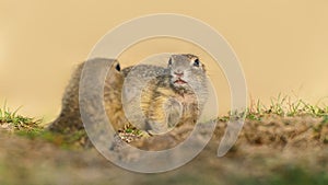 Two ground squirrels in grass with blurry background